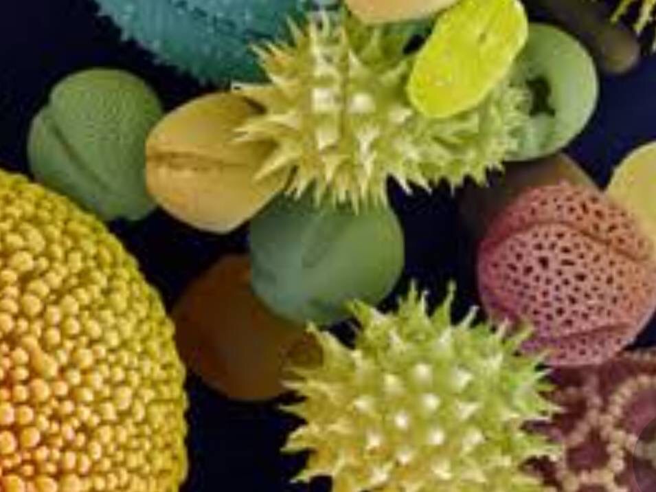 花粉症対策にオススメの食材や栄養素☆2